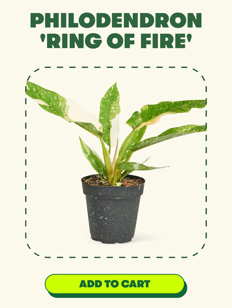 Philodendron 'Ring of Fire'[ ADD TO CART]