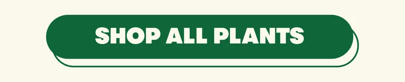 SHOP ALL PLANTS