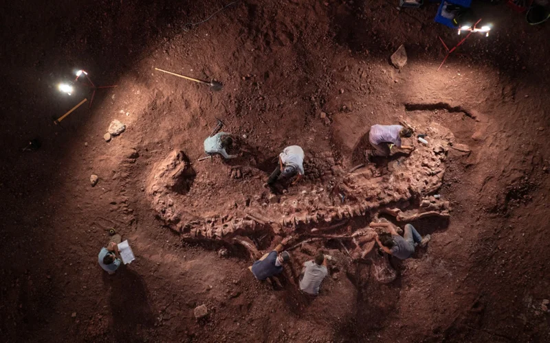 A team of paleontologists led by National Geographic Explorer Paul Sereno uncovered a trove of dinosaur fossils in the Sahara desert in Niger, including this long-necked herbivore called a sauropod.