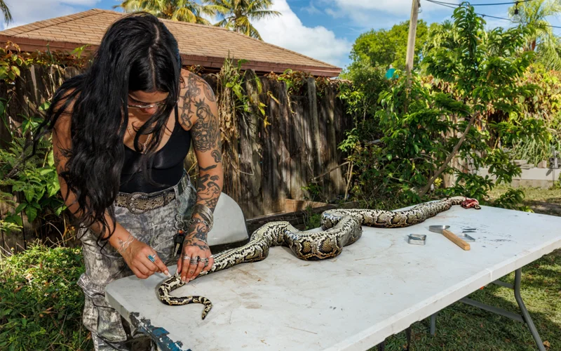 Elle Barbeito removes the skin from this bulbous python using a razor blade.