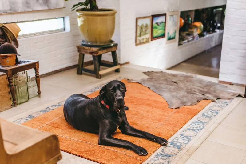 A black lab lays out on an orange rug.