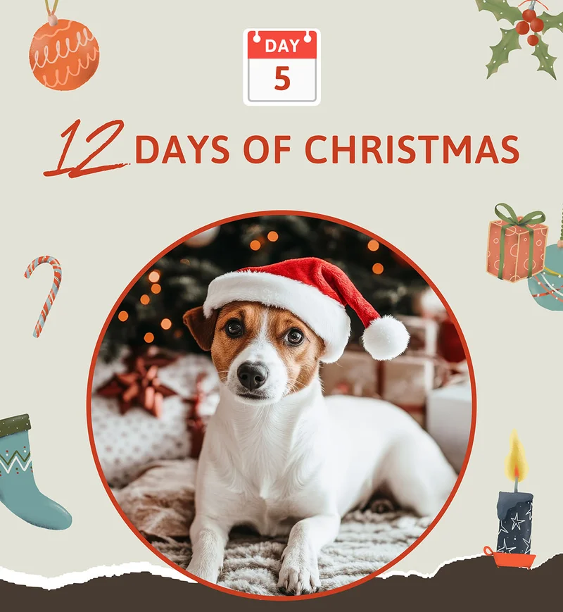 DAY 5: 12 Days of Christmas