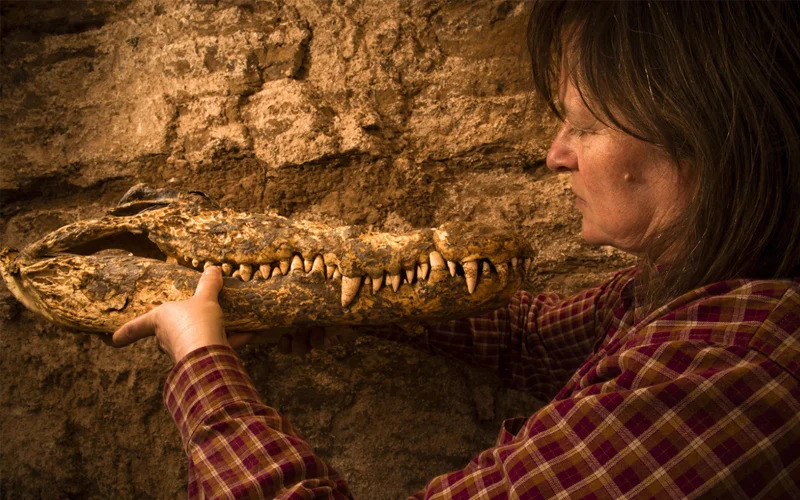 The teeth are well preserved on one of the crocodile skulls from the tomb at Qubbet el Hawa