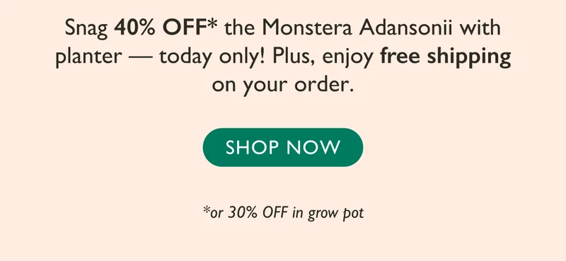 Deal of the Day - Fancy Philodendrons up to 50% OFF today only!