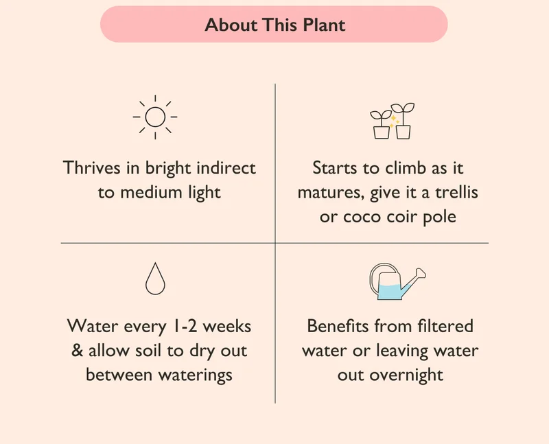 Thrives in bright indirect to medium light. Water every 1-2 weeks and allow soil to dry out between waterings. Starts to climb as it matures, give it a trellis or coco coir pole.
