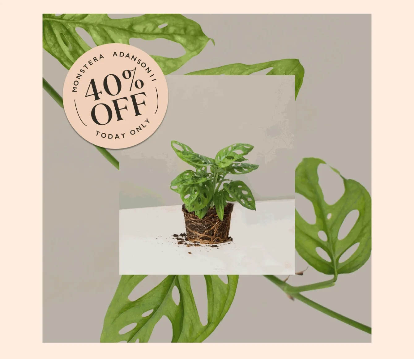 Snag 40% off the Monstera Adansonii with planter, today only! Plus, enjoy free shipping on your order.