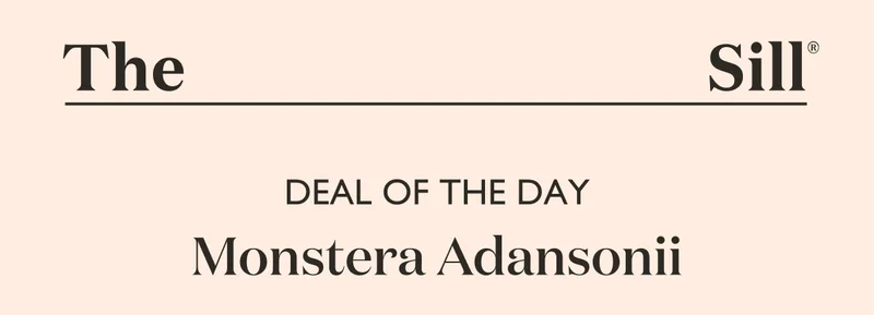 Deal of the Day: Monstera Adansonii