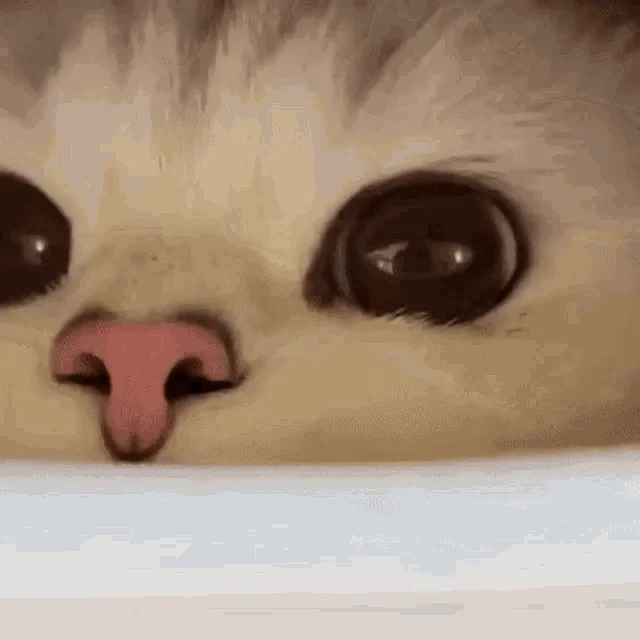 A white cat with a pink nose is sniffing the air.