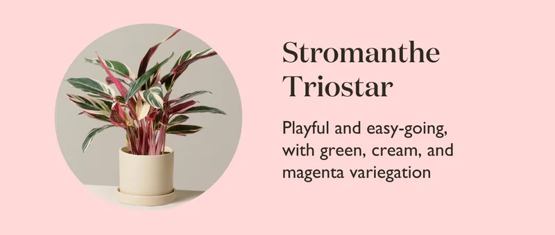 Stromanthe Triostar: Playful and easy-going, with green, cream, and magenta variegation.