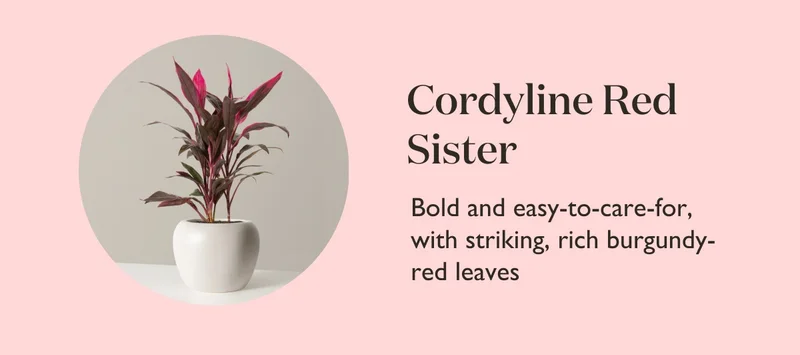 Cordyline Red Sister: Bold and easy-to-care-for, with striking, rich-burgundy red leaves.