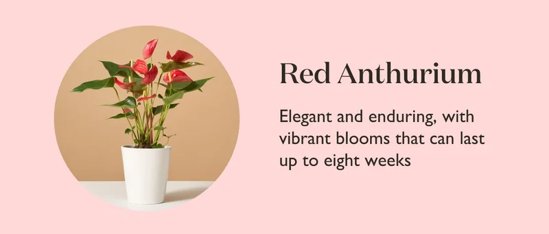 Red Anthurium: Elegant and enduring, with vibrant blooms that can last up to eight weeks.