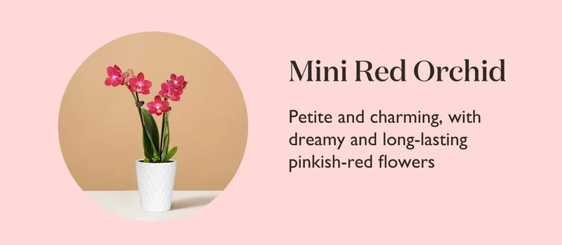 Mini Red Orchid: Petite and charming, with dreamy and long-lasting pinkish-red flowers.