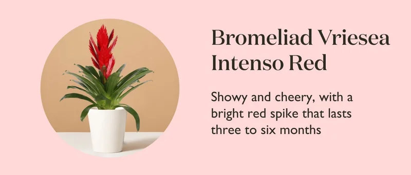Bromeliad Vriesea Intenso Red: Showy and cheery, with a bright red spike that lasts three to six months.