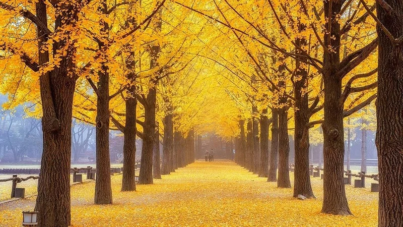 Image description: Golden autumn leaves on trees on Nami Island, South Korea.