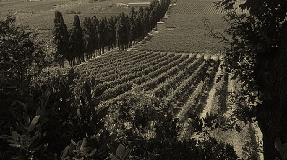 Black and white photo of Donna Lucilla's vineyards in Roma DOC.