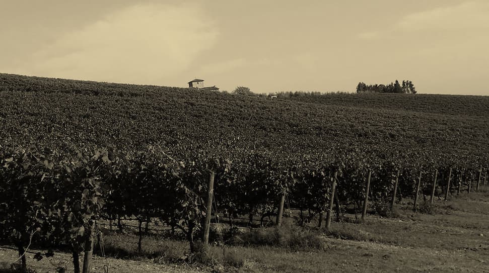 Black and white photo of Babuni vineyards in Chianti.