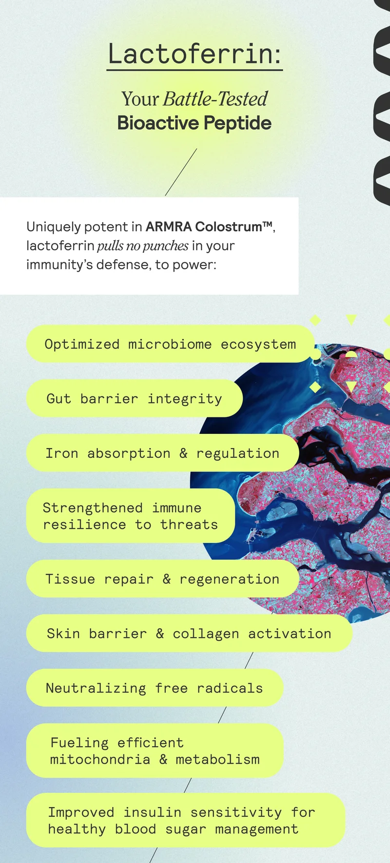 Lactoferrin: Your battle-tested bioactive peptide