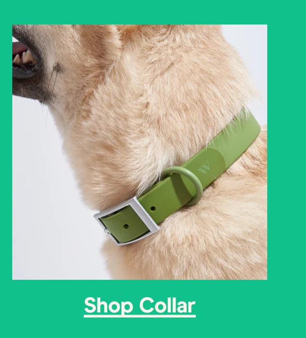 Shop Collar