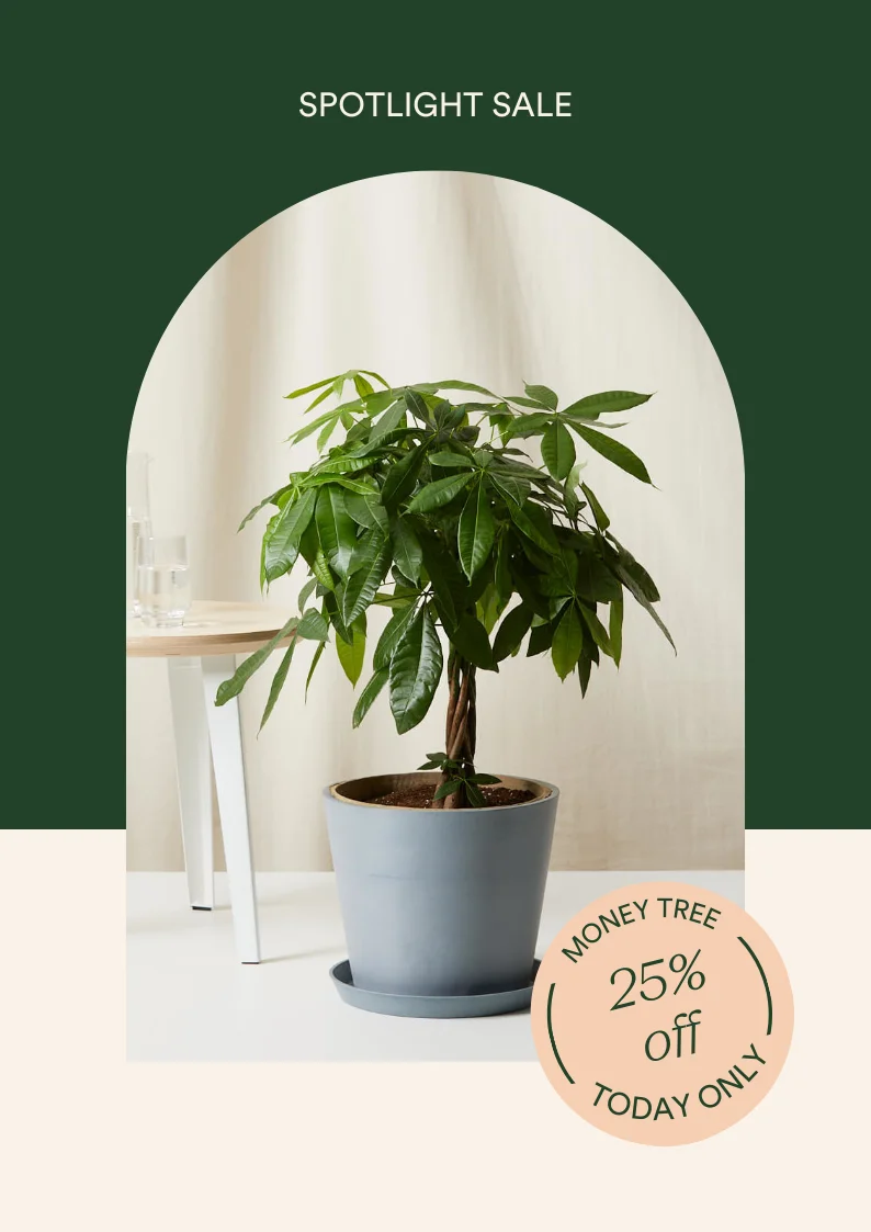 Save 25% on the Money Tree