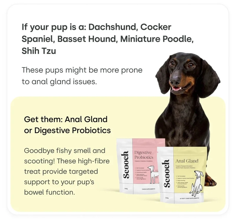 If your pup is a: Dachshund, Cocker Spaniel, Basset Hound, Miniature Poodle, Shih Tzu - Get them: Anal Gland or Digestive Probiotics