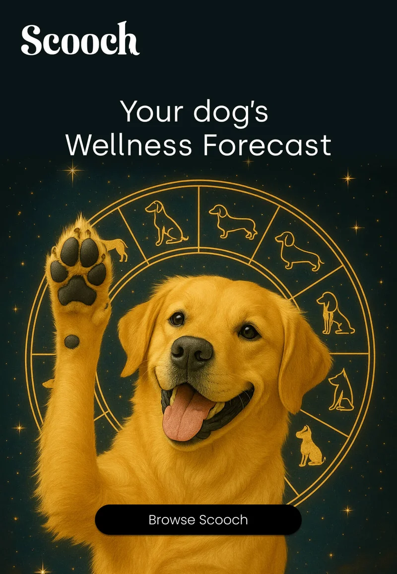 Your dog’s  Wellness Forecast
