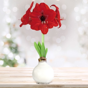 Up to 50% Off Select Plants