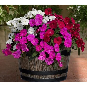 Roberta's 3Pc SunPatiens Live Plants With Whiskey Barrel Planter