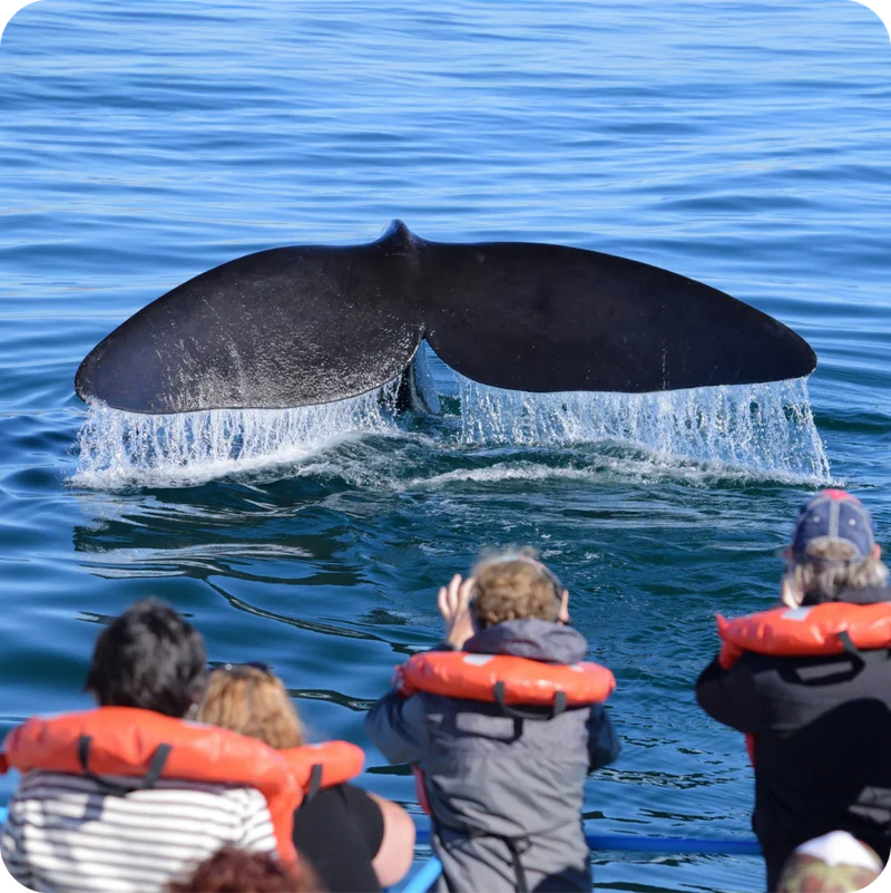 Whale Watching in Patagonia