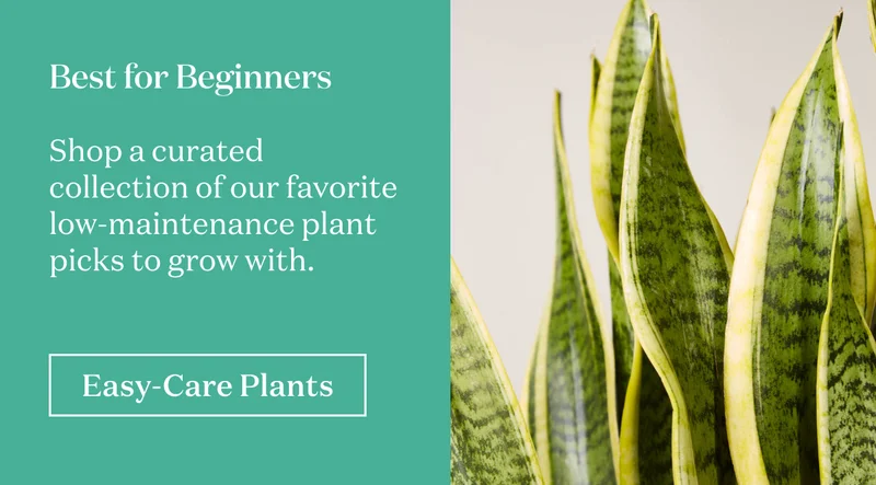 Best for Beginners. Shop a curated collection of our favorite low-maintenance plant picks to grow with.