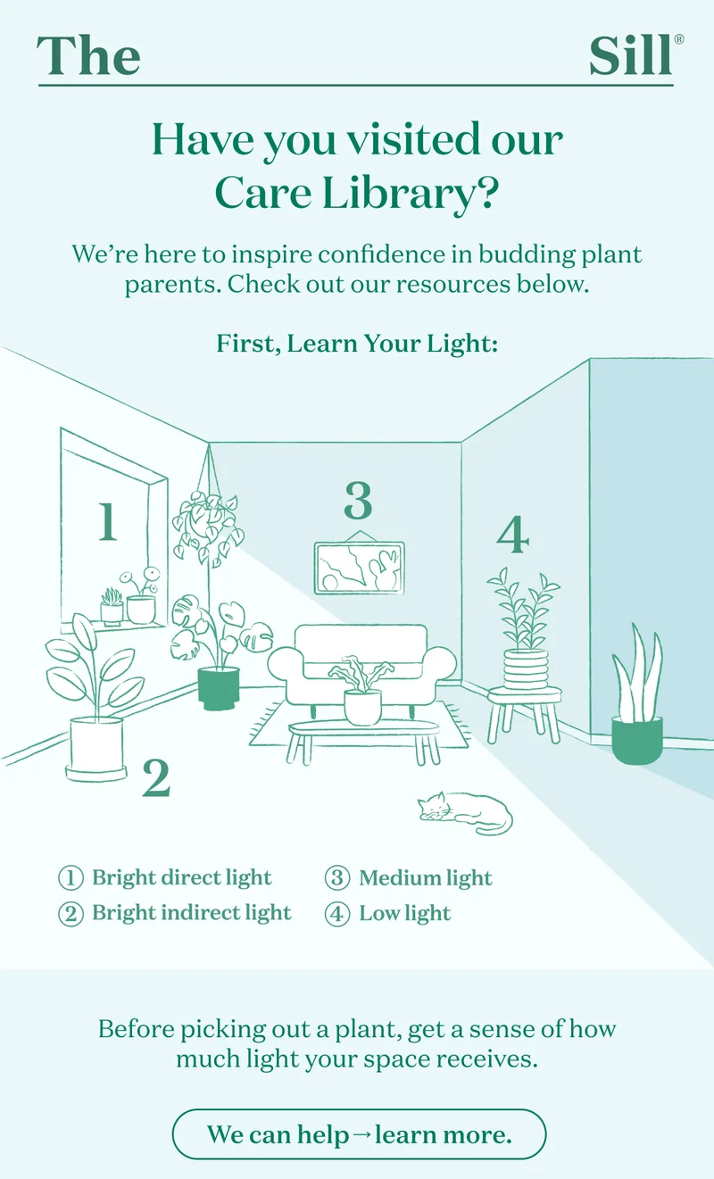 We're here to inspire confidence in budding plant parents. Check out our resources below. First, learn your light. Before picking out a plant, get a sense of how much light your space receives. We can help. Learn more on our blog.