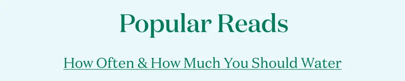 Popular Reads: How Often and How Much You Should Water