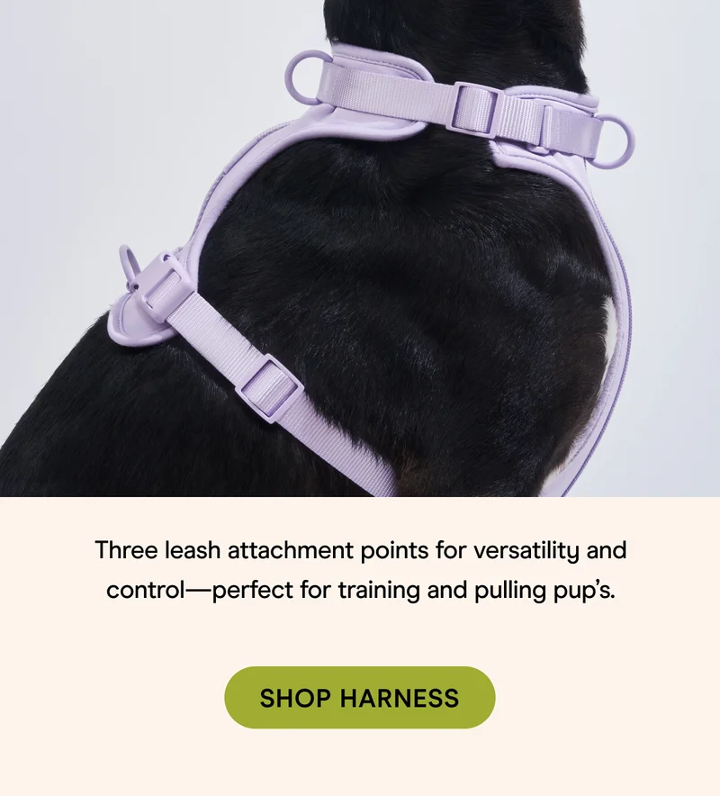 Shop Harness