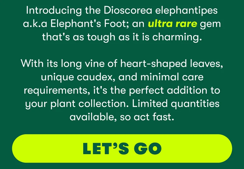 Introducing the Dioscorea elephantipes a.k.a Elephant's Foot; an ultra rare gem that's as tough as it is charming. With its long vine of heart-shaped leaves, unique caudex, and minimal care requirements, it's the perfect addition to your plant collection. Limited quantities available, so act fast. Let's Go!