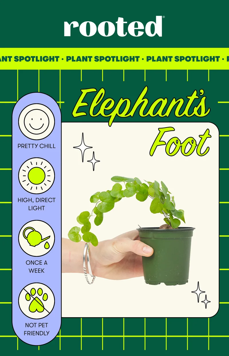 Elephant's Foot. Pretty chill, high direct light, water once a week, not pet-friendly.