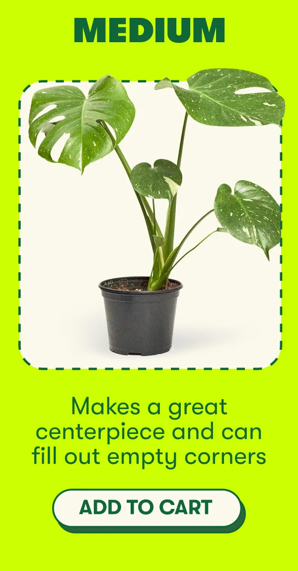 Makes a great centerpiece and can fill out empty corners [ADD TO CART]