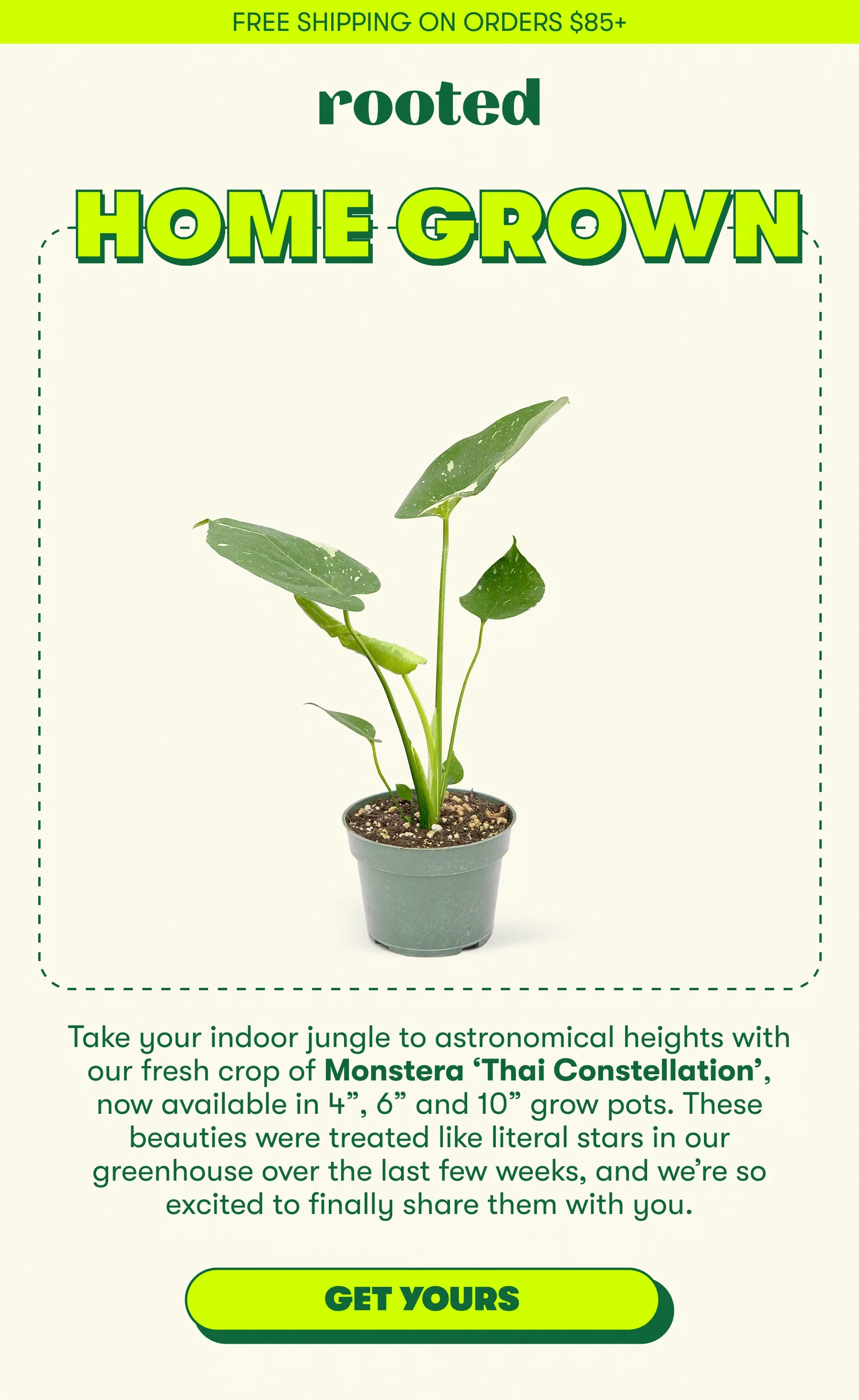 FREE SHIPPING ON ORDERS $85+ rooted HOME GROWN  Take your indoor jungle to astronomical heights with our fresh crop of Monstera 'Thai Constellation', now available in 4", 6" and 10" grow pots. These beauties were treated like literal stars in our greenhouse over the last few weeks, and we're so excited to finally share them with you. [GET YOURS]