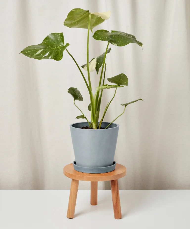 Image of Monstera Thai Constellation