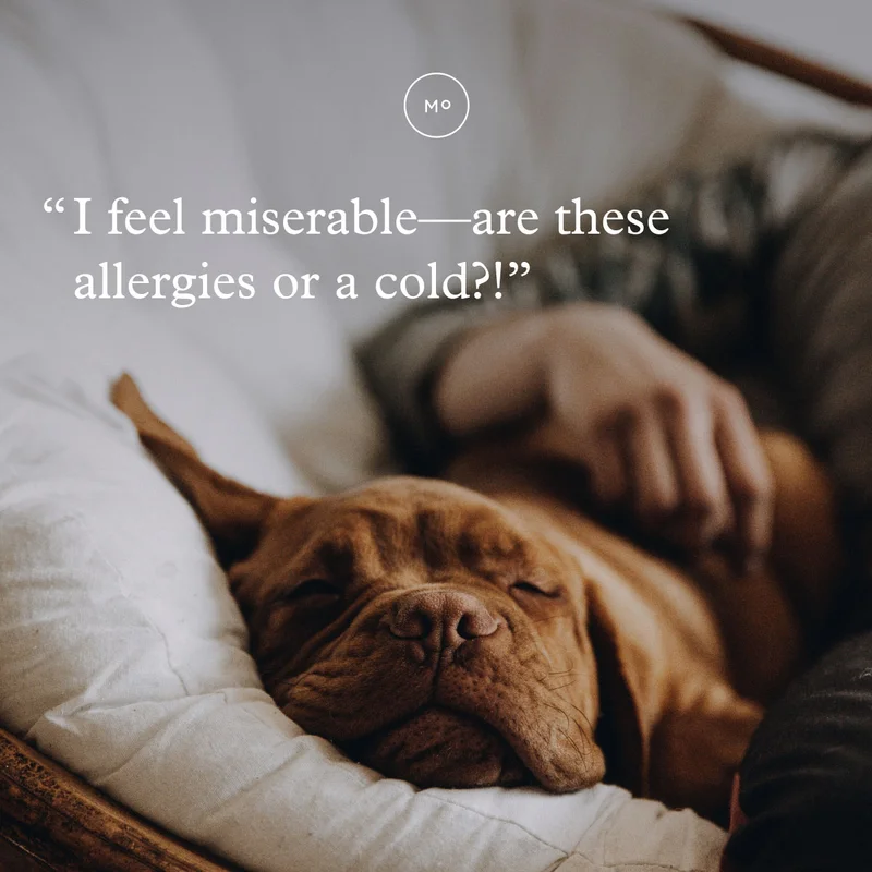 "I feel miserable--are these allergies or a cold?"