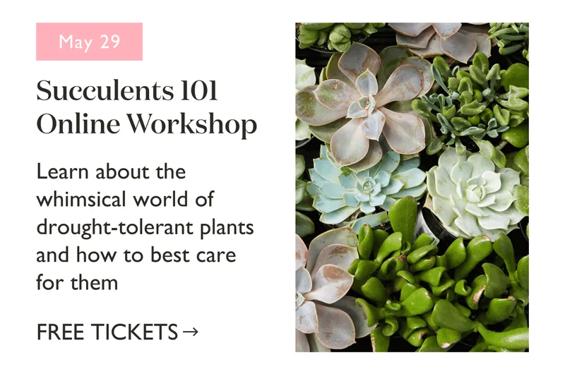 Succulents 101 Online Workshop, May 29