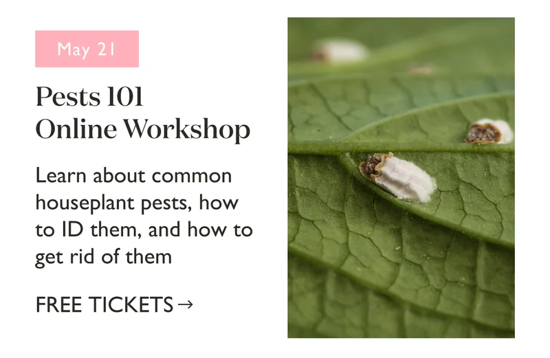 Pests 101 Online Workshop, May 21