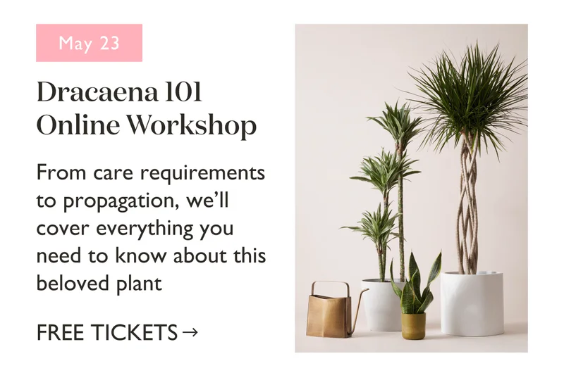 Dracaena 101 Online Workshop, May 23