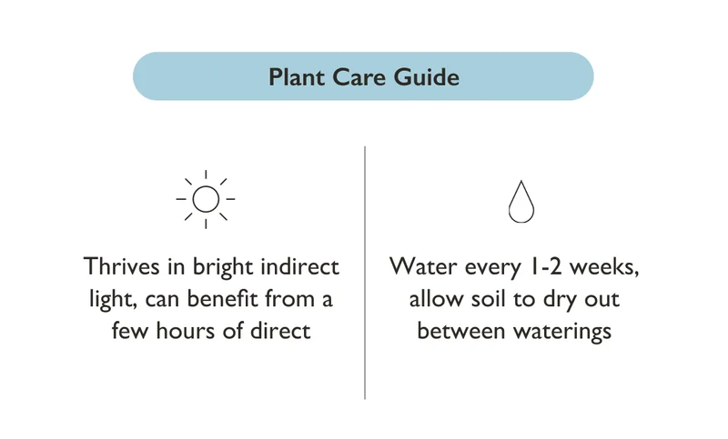 Ficus Chloe Care Guide: Bright Indirect Light, Water Every 1-2 Weeks
