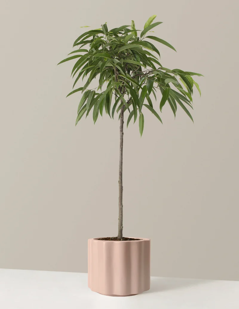 Image of Ficus Alii