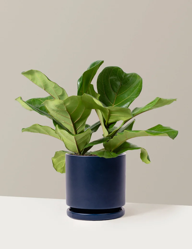 Image of Fiddle Leaf Fig