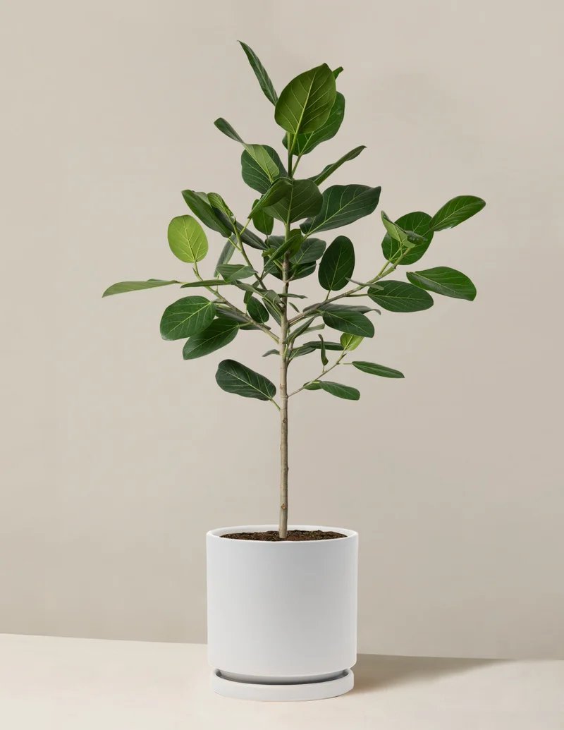 Image of Ficus Audrey