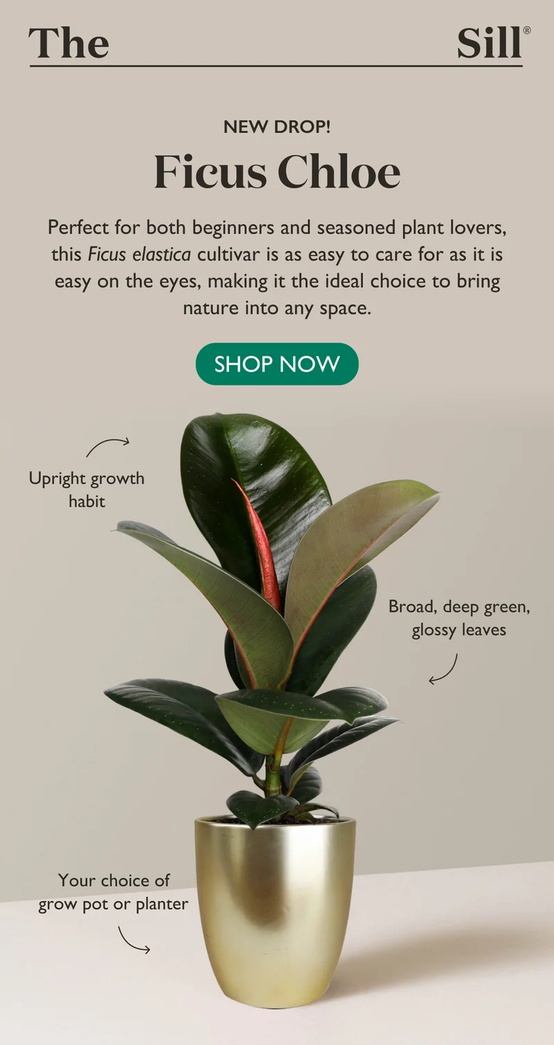 New Drop! Shop the Ficus Chloe