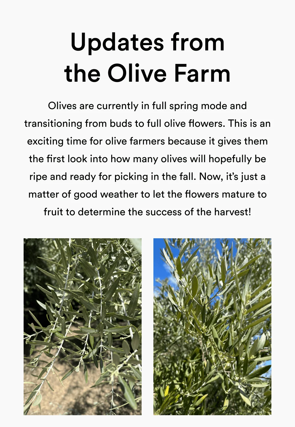 Updates from our Olive Farm