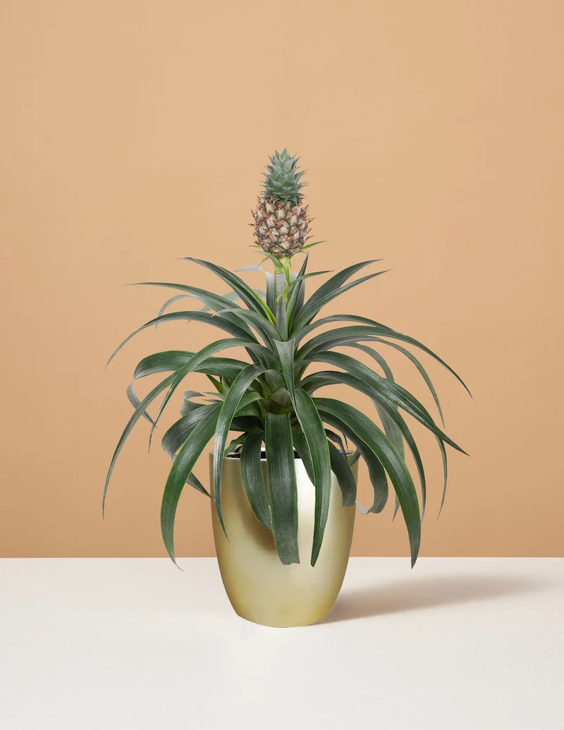 Image of Pineapple Plant