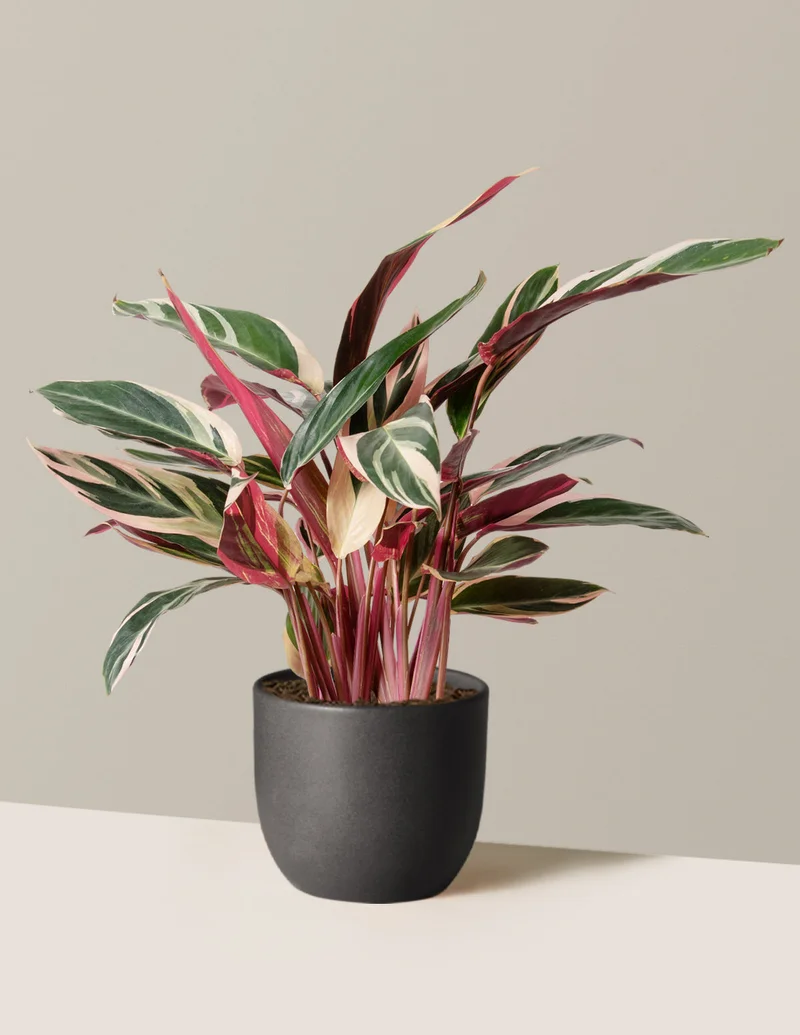 Image of Stromanthe Triostar