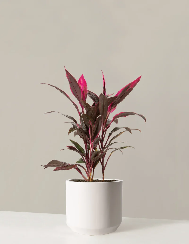 Image of Large Cordyline Red Sister